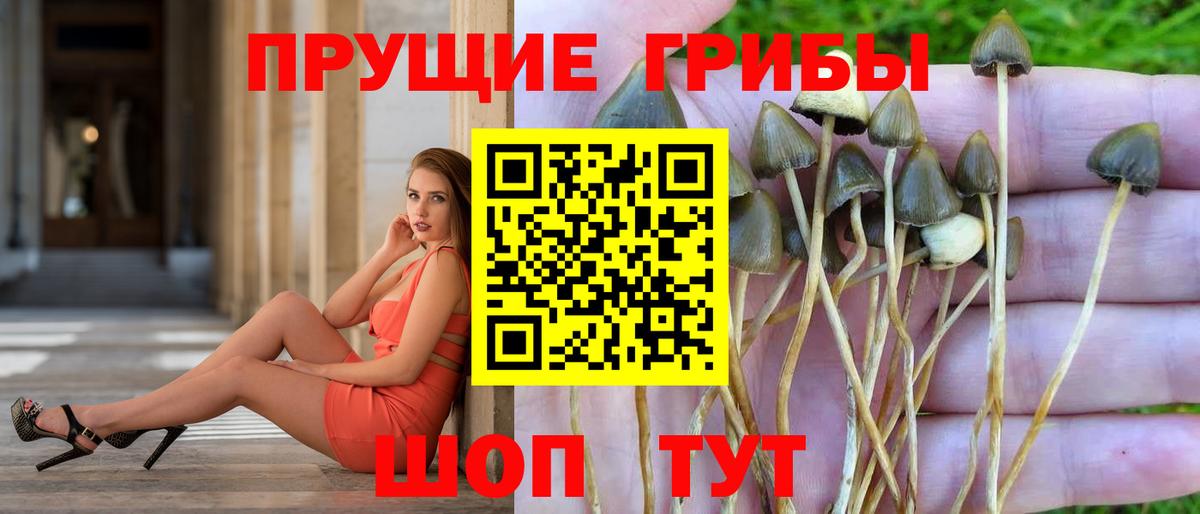 Псилоцибиновые грибы GOLDEN TEACHER  Новотроицк  где найти   Галлюциногенные грибы Cubensis 